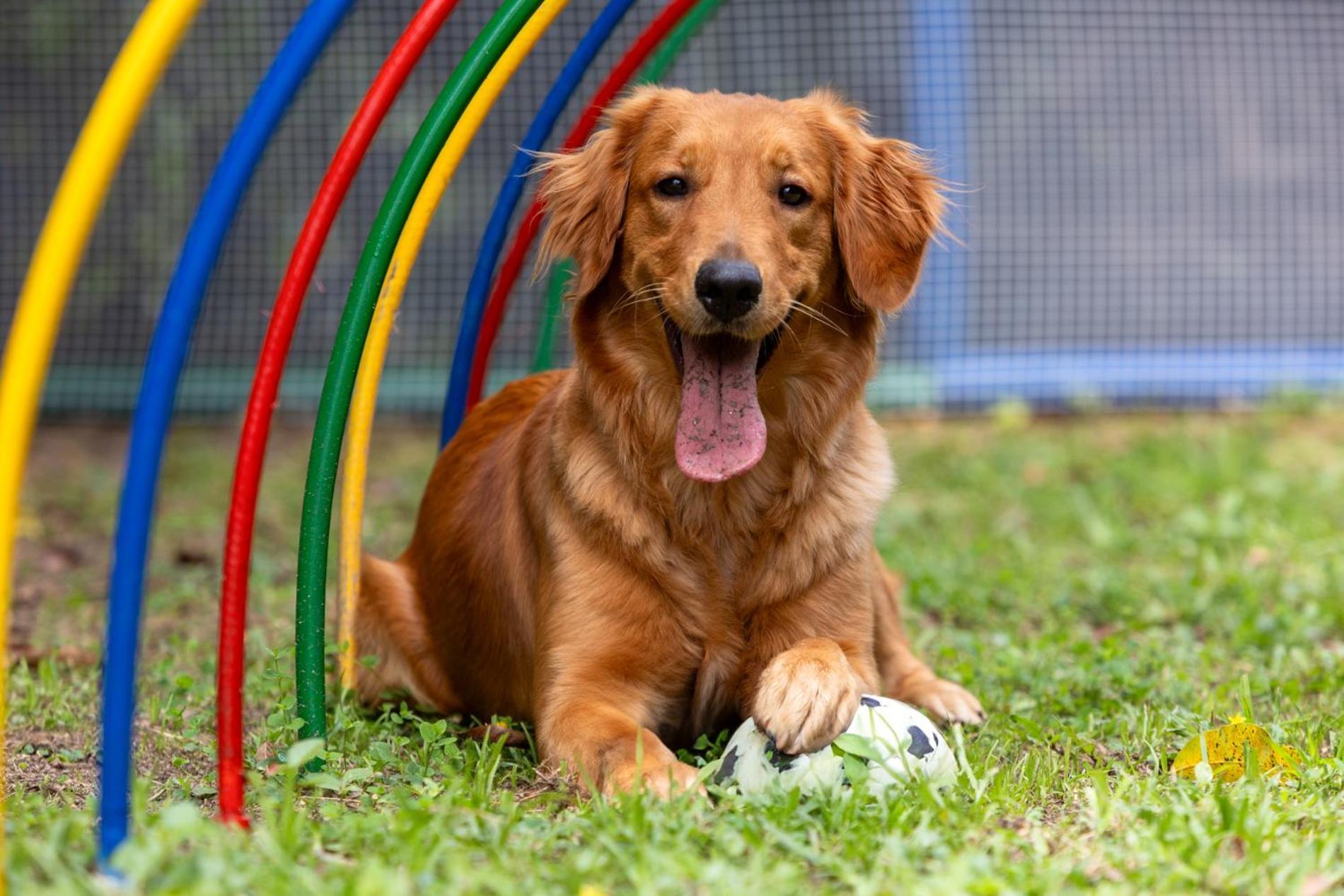 Hotel Dann Carlton Belfort Medellín Dış mekan fotoğraf Golden Retriever