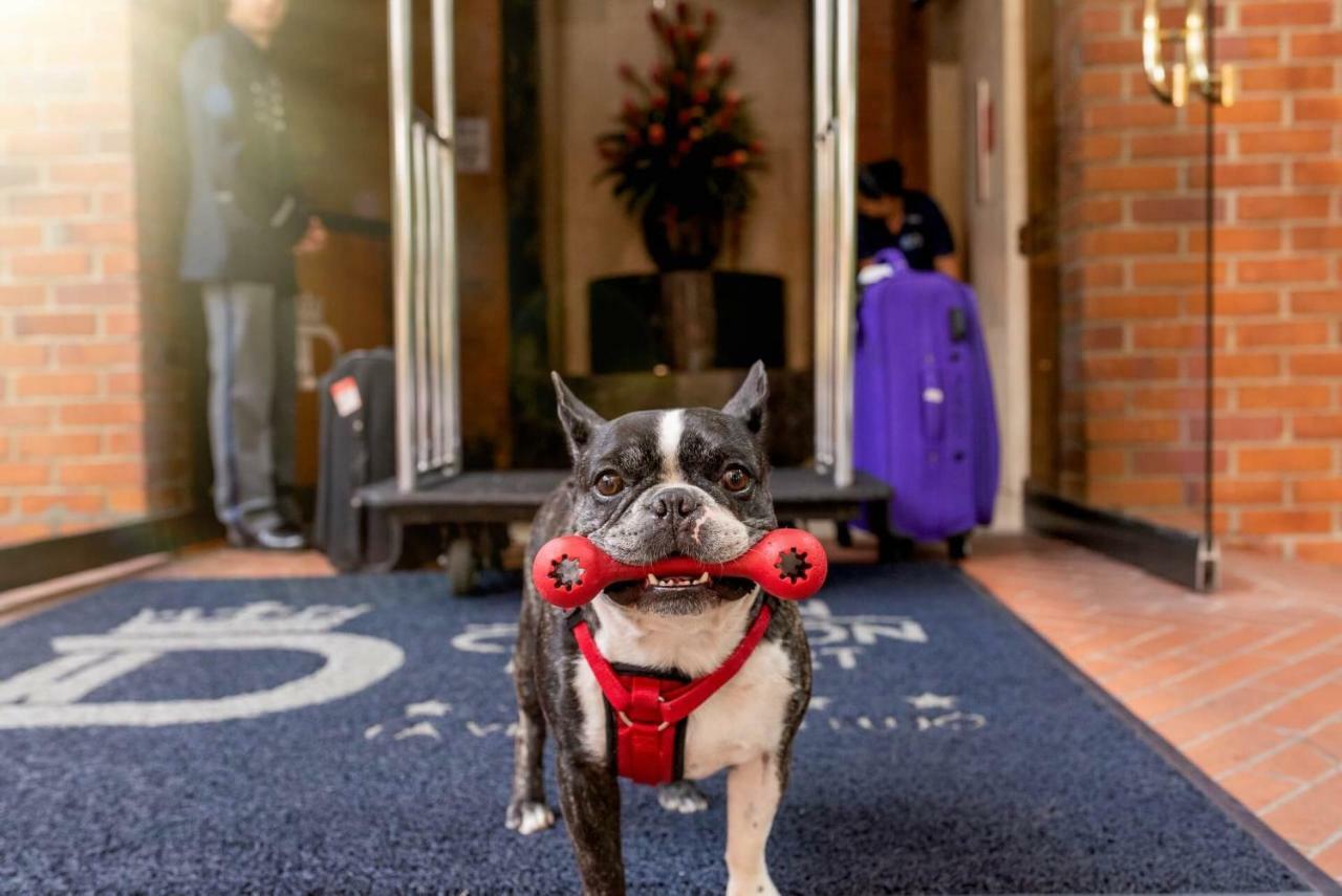 Hotel Dann Carlton Belfort Medellín Dış mekan fotoğraf Boston Terrier at the entrance of the hotel